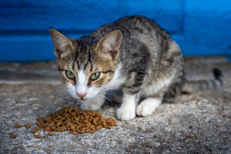 Skip Leaving Pet Food Outside