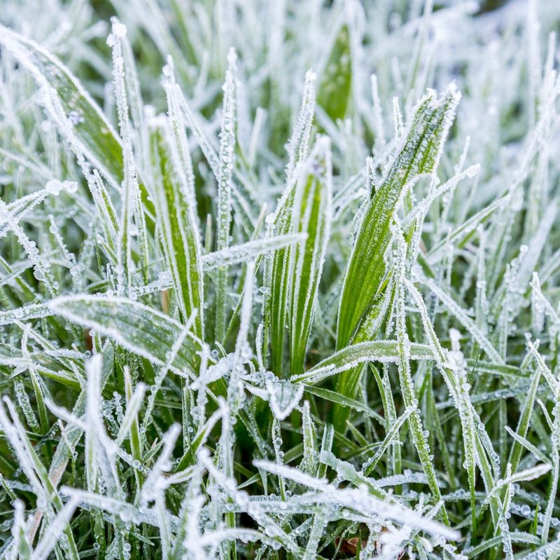 Skip Mowing Frosty Grass Skip Mowing Frosty Grass
