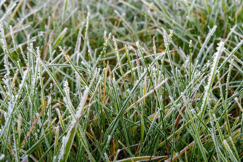 Skip Mowing Wet Or Frosty Grass Skip Mowing Wet Or Frosty Grass