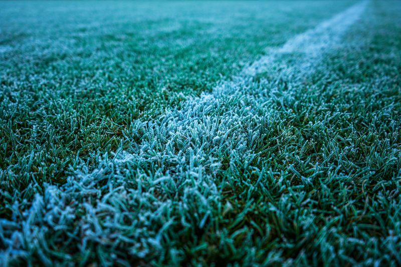Skip Mowing Wet Or Frosty Grass