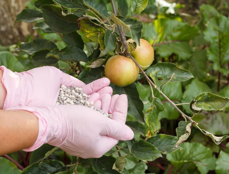Skip Nitrogen, Which Hurts Color And Winter Hardiness Skip Nitrogen, Which Hurts Color And Winter Hardiness