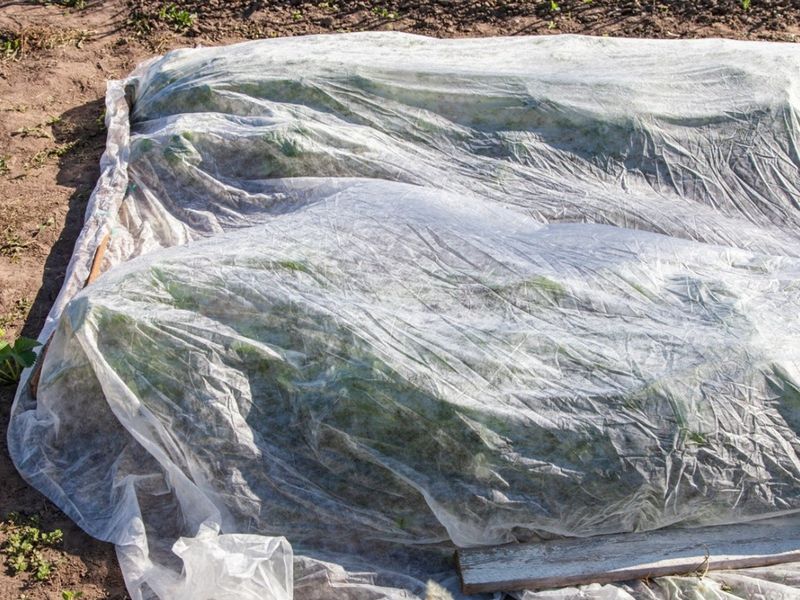 Skip Plastic Laid Directly On Plants