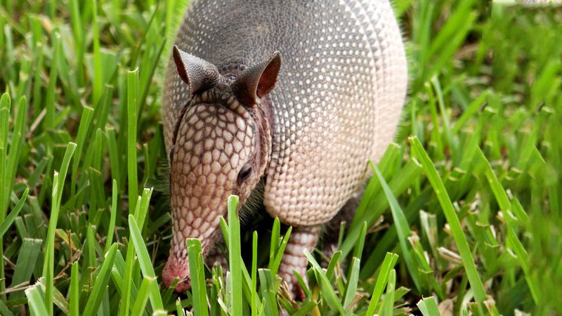 Skip Poison Baits And Repellents Skip Poison Baits And Repellents