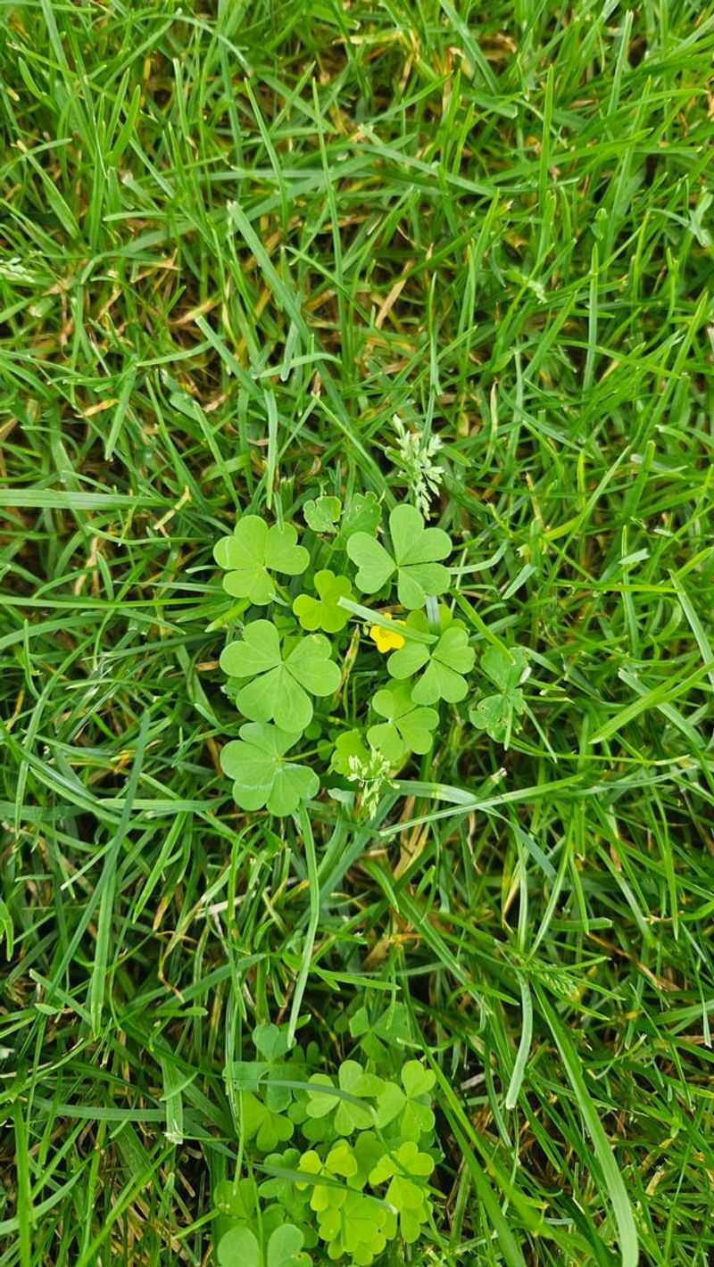 Skip Preemergent Weed Treatment Near New Seed