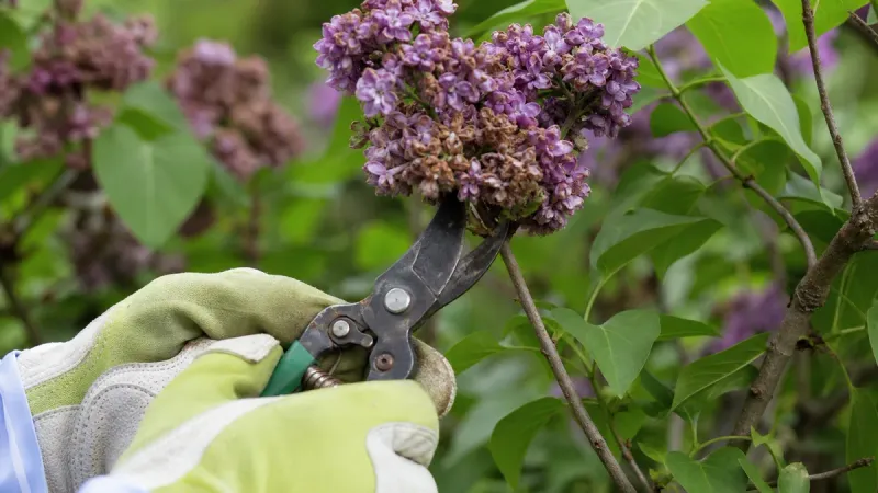 Skip Pruning Now, Or You’ll Lose More Buds
