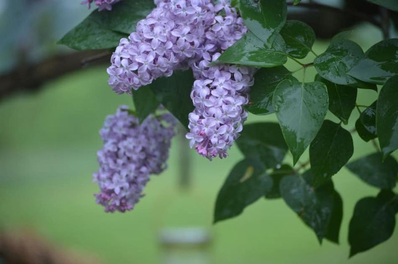 Skip Pruning Spring Bloomers In Michigan Right Now
