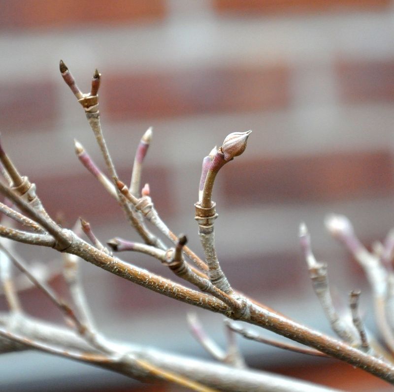 Skip Pruning While Buds Are Set Skip Pruning While Buds Are Set