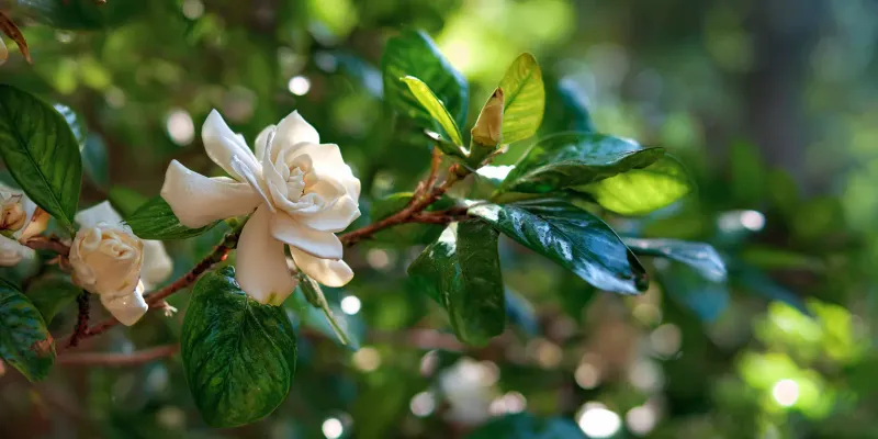 Skip Pruning While Buds Develop