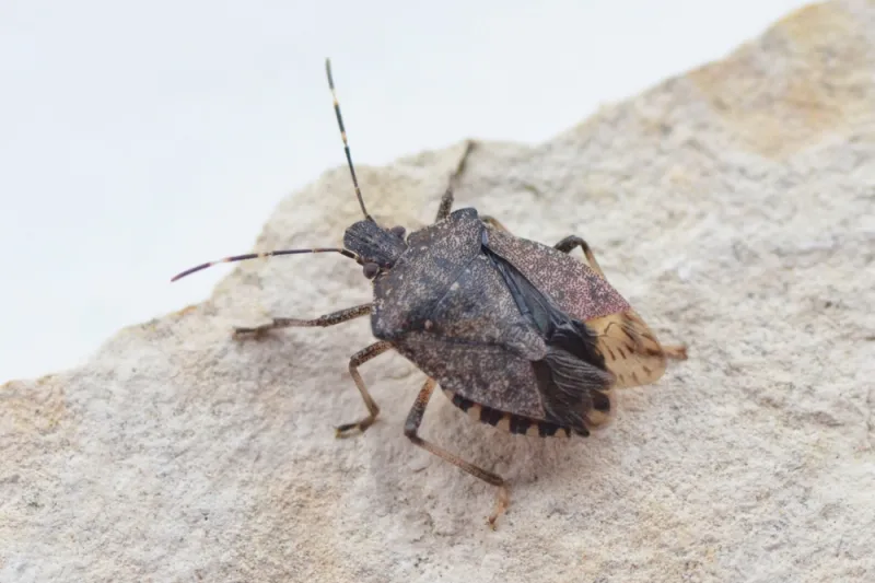 Skip The Bug Bombs