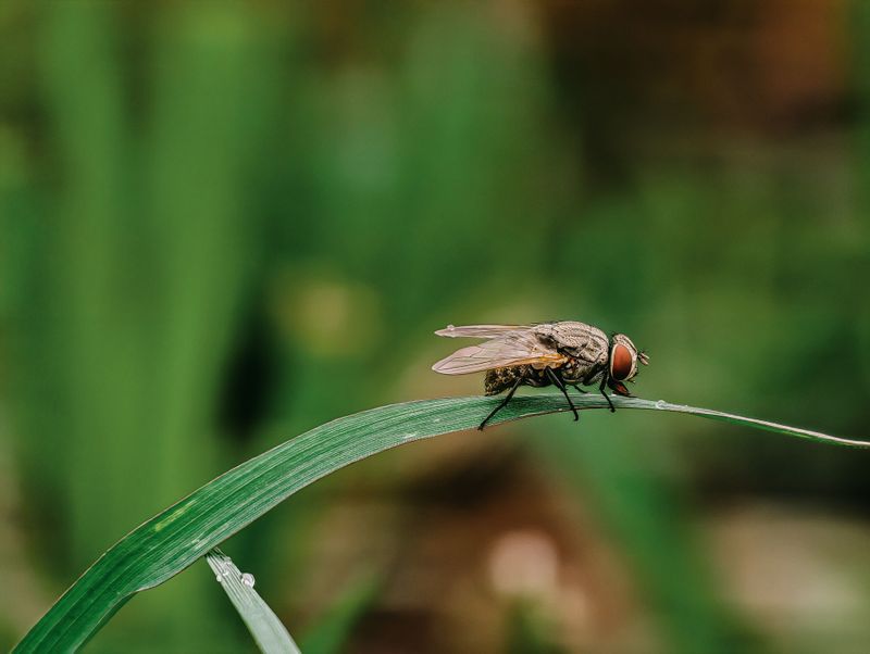 Skip The Bug Snacks Until Spring