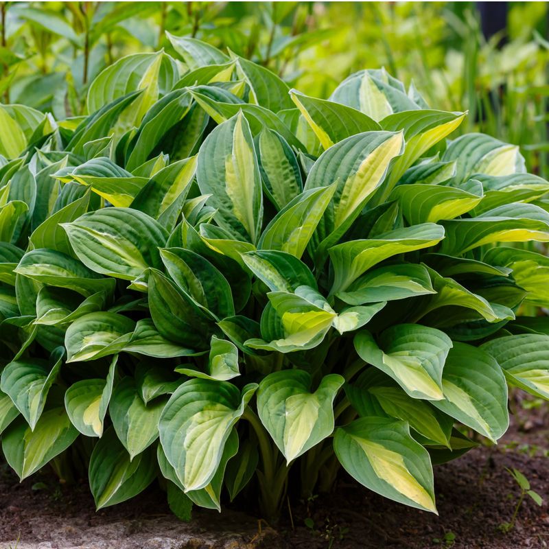 Skip The Fertilizer Until Spring Wakes Them Up