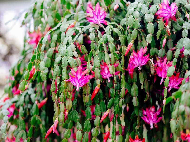 Skip The Fixed Watering Schedule Skip The Fixed Watering Schedule