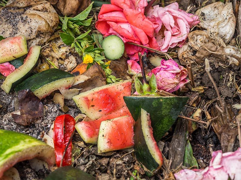 Skip The Meat Scraps In Your Backyard Pile