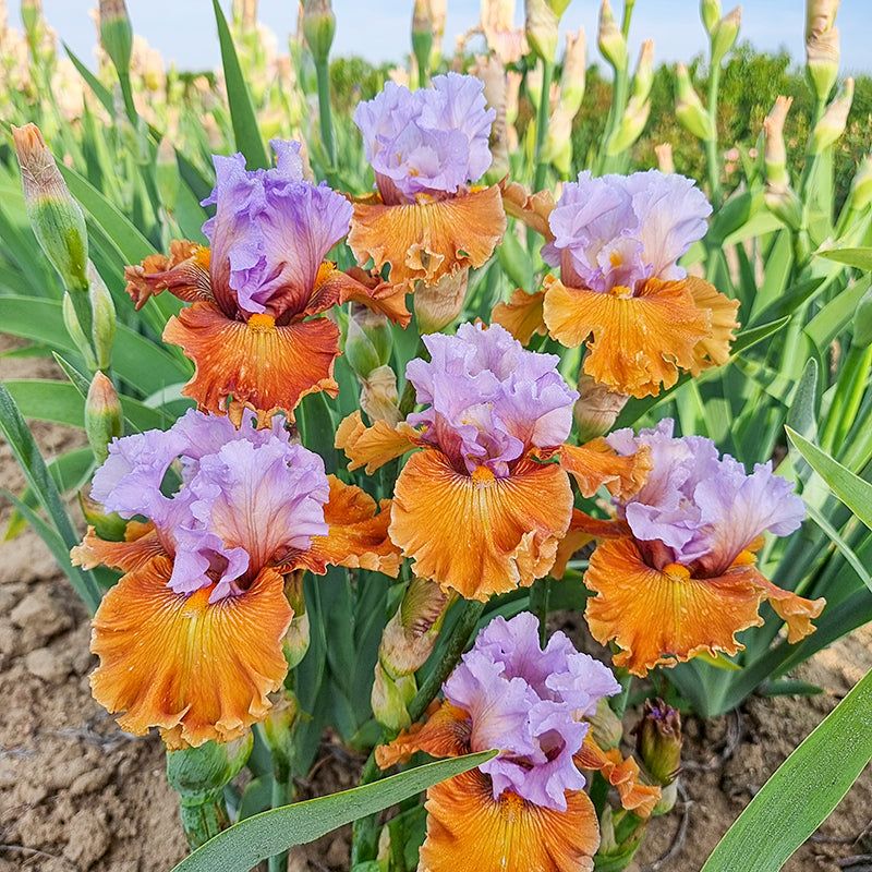 Skip The Mulch On Bearded Iris Skip The Mulch On Bearded Iris