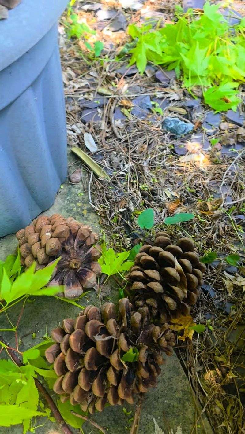 Skip The Myth That They Improve Pot Drainage