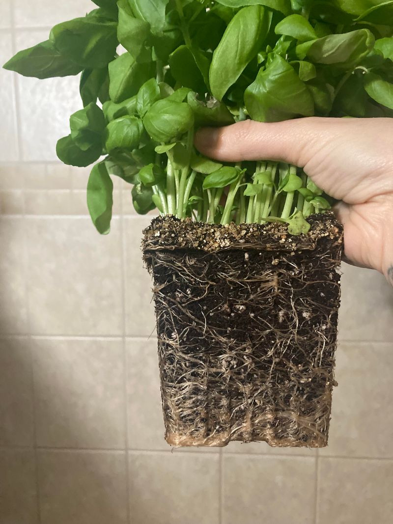 Skip The Old Potting Mix This Time Skip The Old Potting Mix This Time
