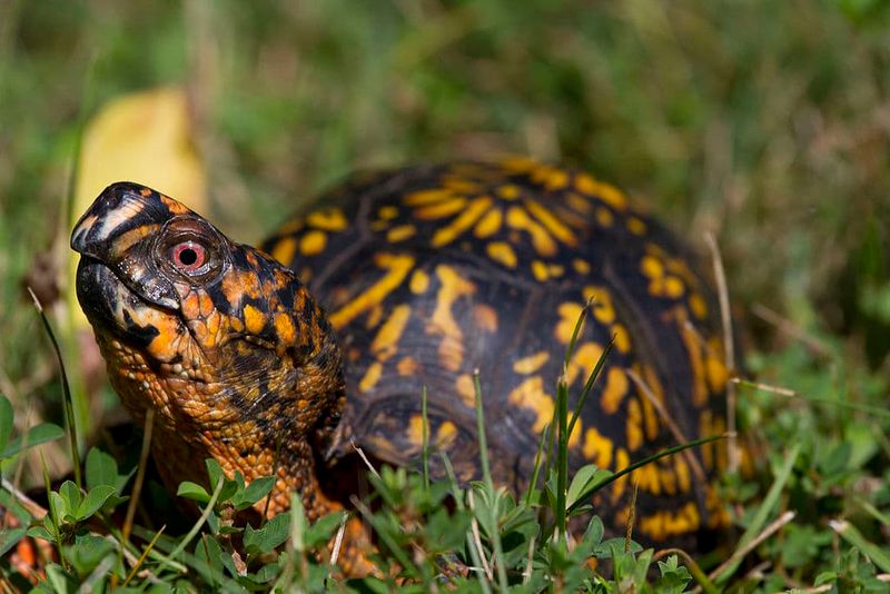 Skip The Pet Plan For Virginia Wild Turtles