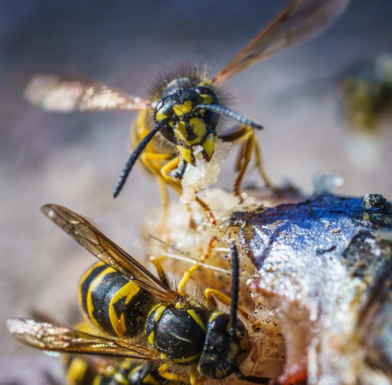 Skip The Scraps That Draw Unwanted Guests