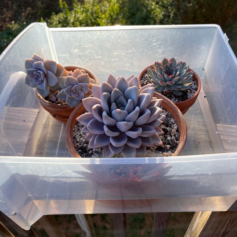 Skip The Soak For Succulents And Cacti Skip The Soak For Succulents And Cacti