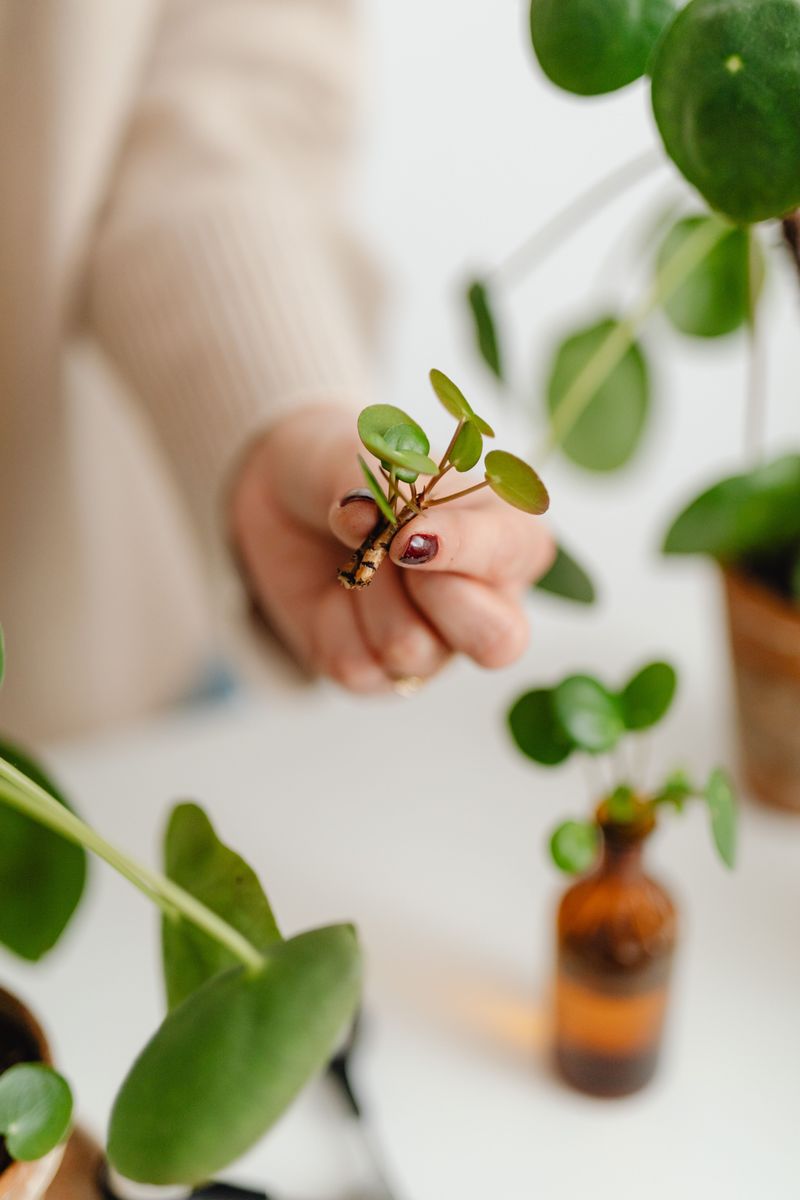 Skip The Thank You When Someone Hands You A Cutting
