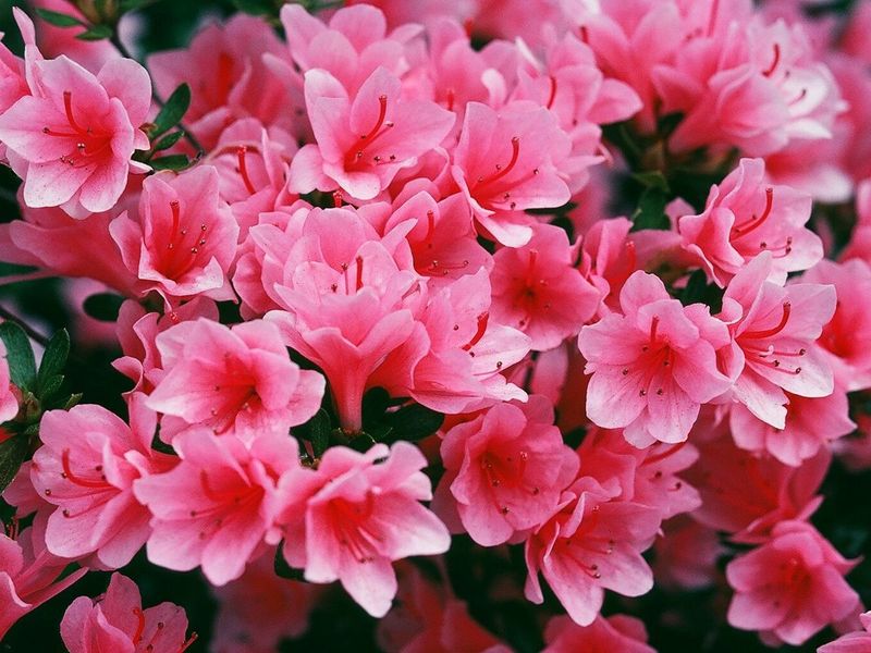 Skip Them Around Azaleas And Blueberries Skip Them Around Azaleas And Blueberries