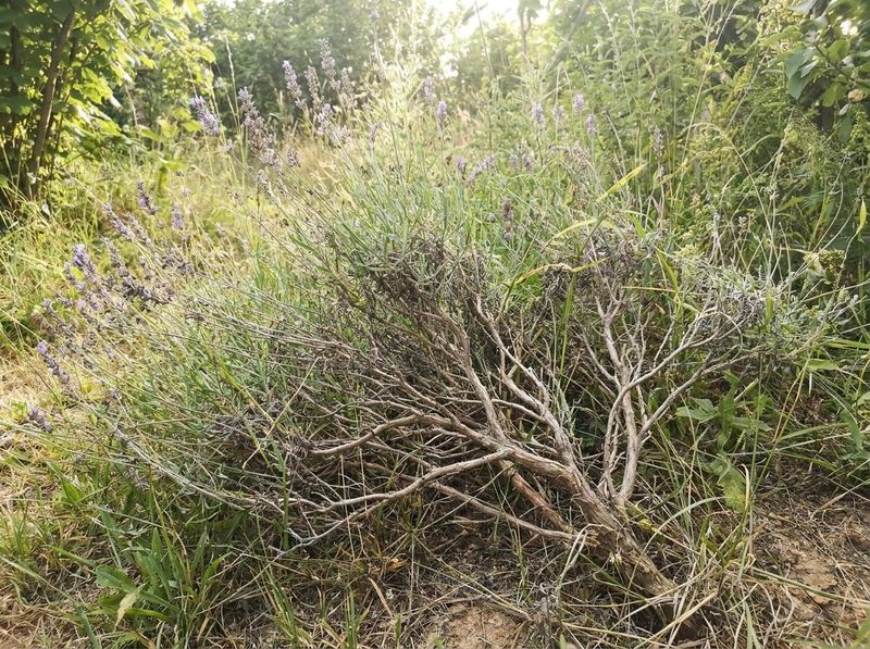 Skipped Pruning Lets Stems Stretch Skipped Pruning Lets Stems Stretch