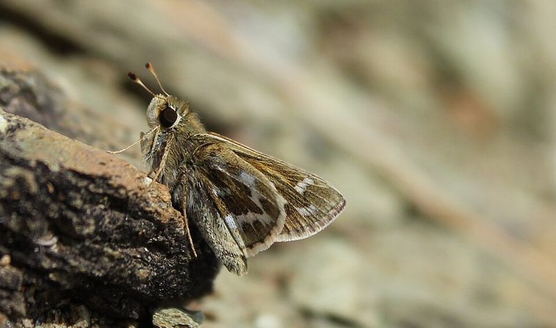 Skipper Butterflies Lay Eggs On Its Leaves