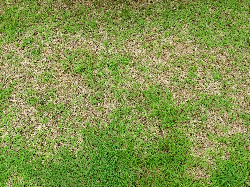 Skipping Fall Feeding Leaves Thin Patchy Grass By Spring