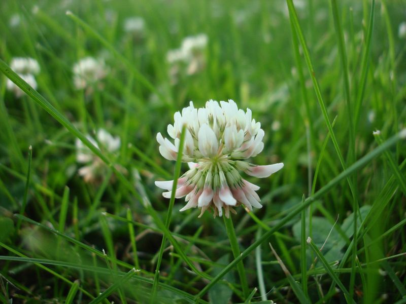 Skipping Fertilizer Feeds The Clover Skipping Fertilizer Feeds The Clover