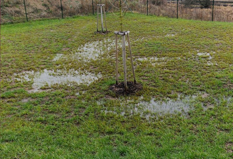 Skipping Proper Soil Prep And Drainage Skipping Proper Soil Prep And Drainage