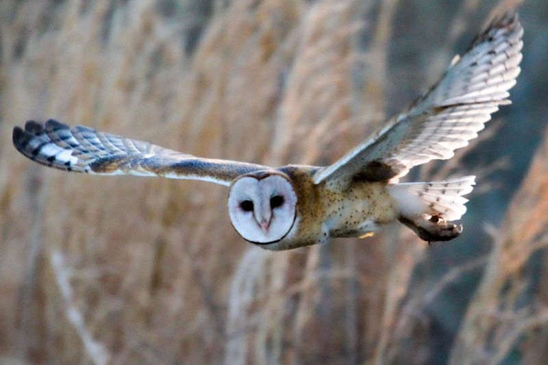 Skipping Rat Poison Protects The Owls Hunting Your Rodents