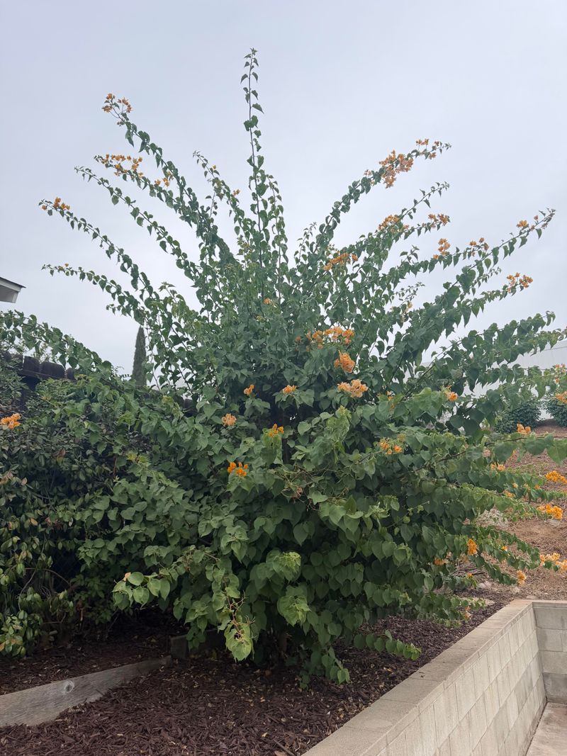 Skipping Regular Pruning Altogether