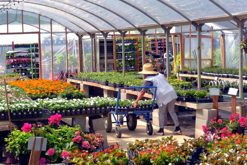 Skipping The Crowded Spring Garden Center Rush Skipping The Crowded Spring Garden Center Rush