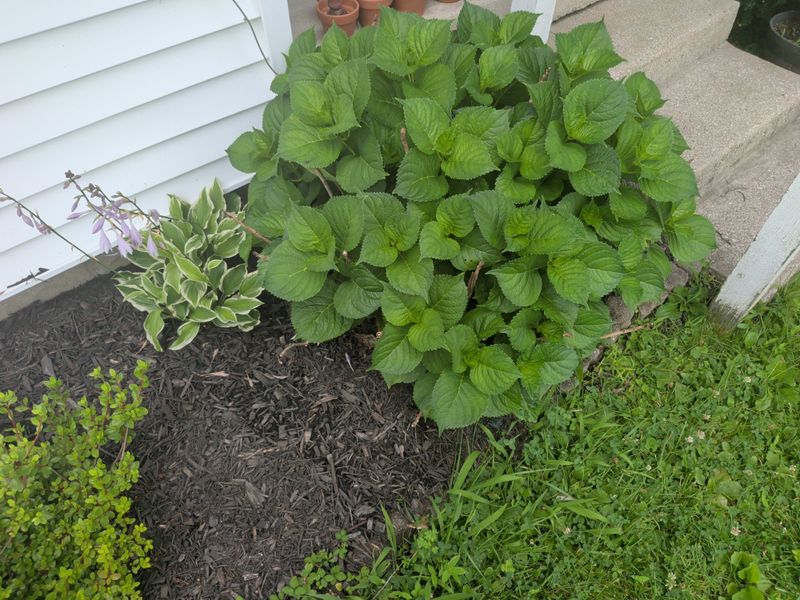 Skipping Winter Protection After Fall Pruning