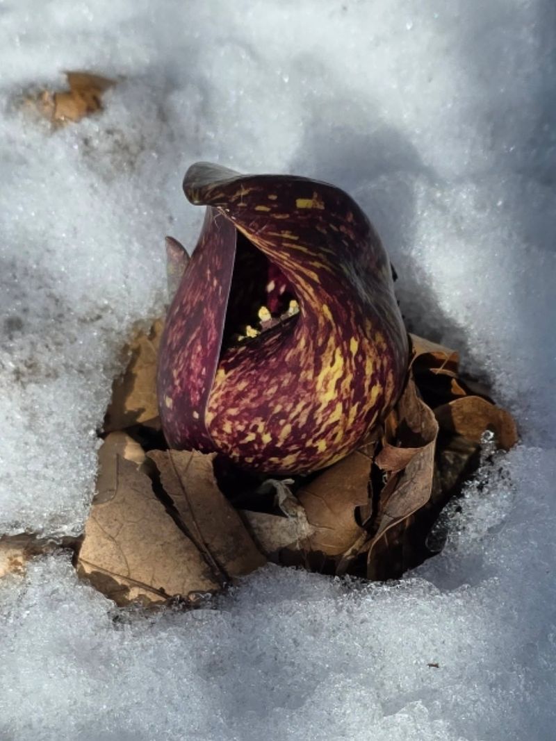 Skunk Cabbage Melts Its Way Through Snow Skunk Cabbage Melts Its Way Through Snow
