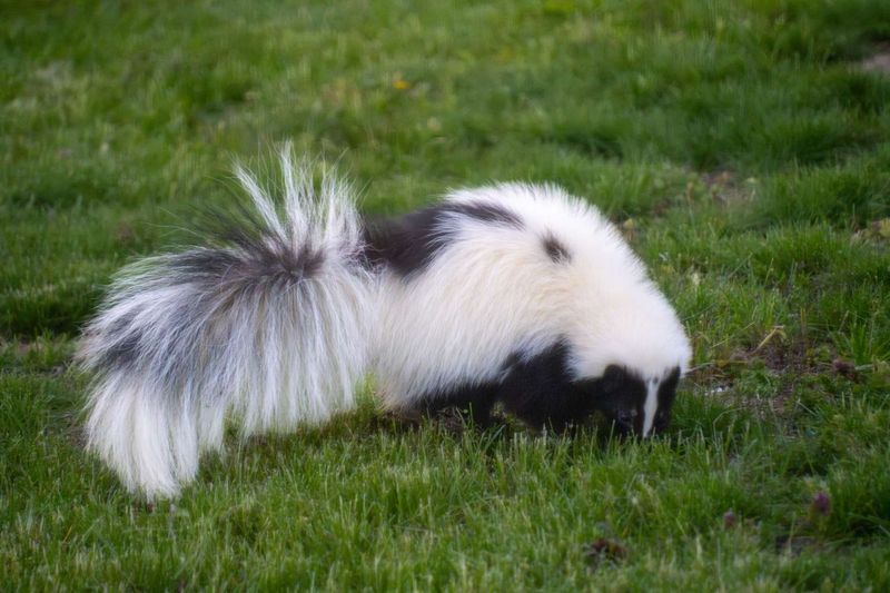 Skunks Are Fattening Up For Winter Skunks Are Fattening Up For Winter