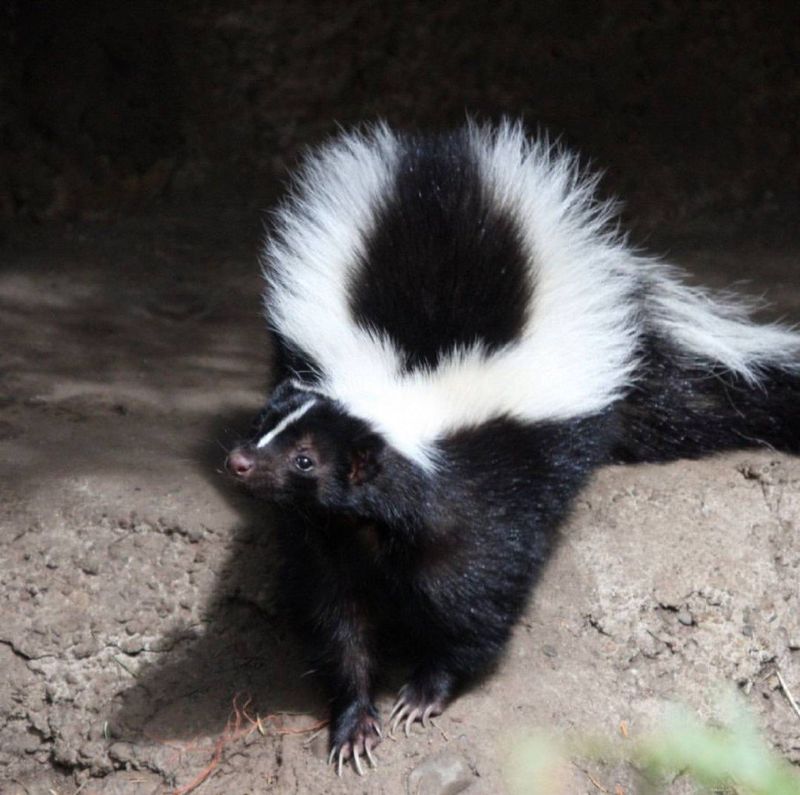 Skunks Den Up When Nights Turn Cold
