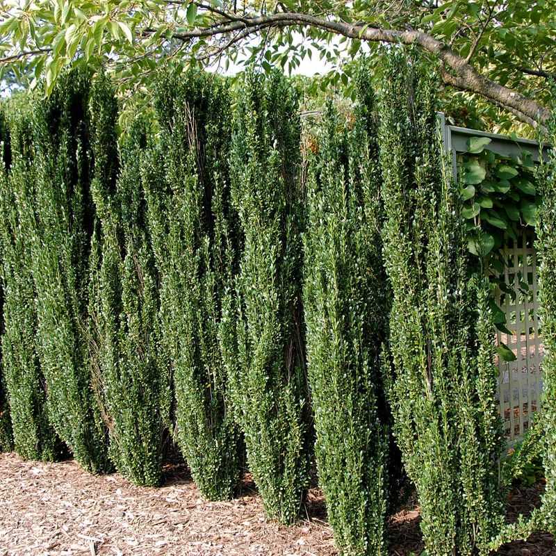 Sky Pencil Holly Fits Into Particularly Narrow Planting Spaces Sky Pencil Holly Fits Into Particularly Narrow Planting Spaces