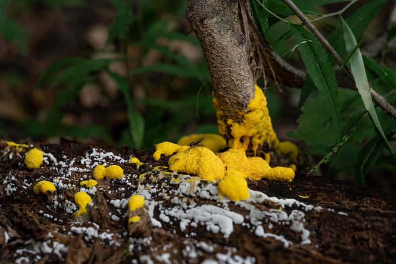 Slime Molds Leave Your Pecan Tree Alone