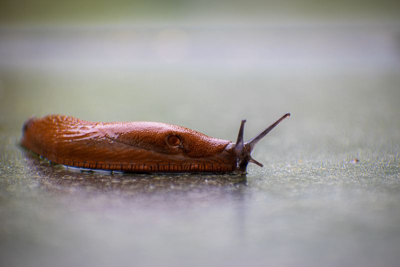 Slimy Slugs