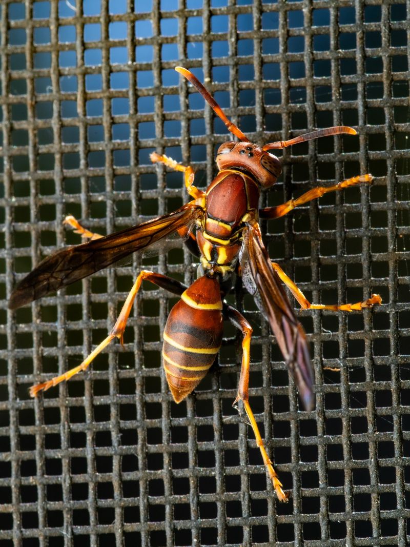Sluggish Wasps On Windowsills Are A Common Fall Sight