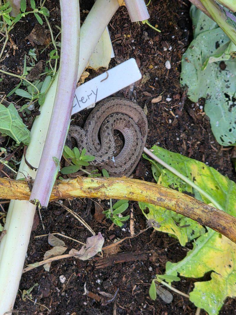 Slugs And Earthworms Make Up Much Of Their Food