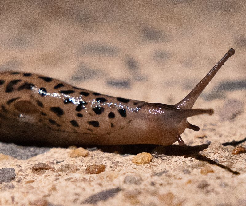 Slugs And Snails Can Also Be Part Of Their Diet Slugs And Snails Can Also Be Part Of Their Diet