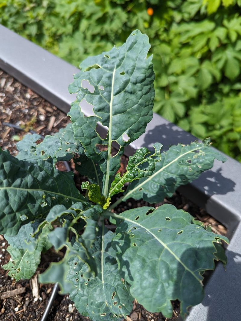Slugs Hide In Curled Leaves After Damp Nights Slugs Hide In Curled Leaves After Damp Nights