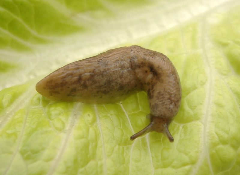 Slugs Race To Eat Before Winter Slugs Race To Eat Before Winter