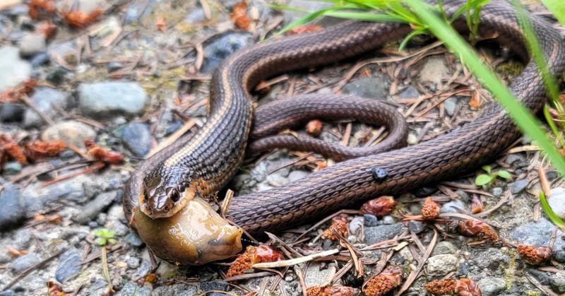 Slugs Should Worry More Than You When A Garter Snake Moves In