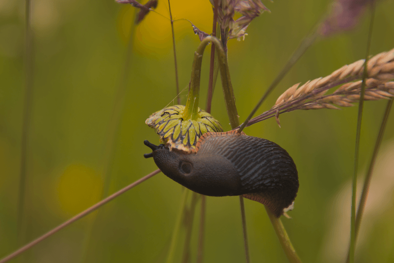 Slugs Sliding Through Soggy Flower Beds
