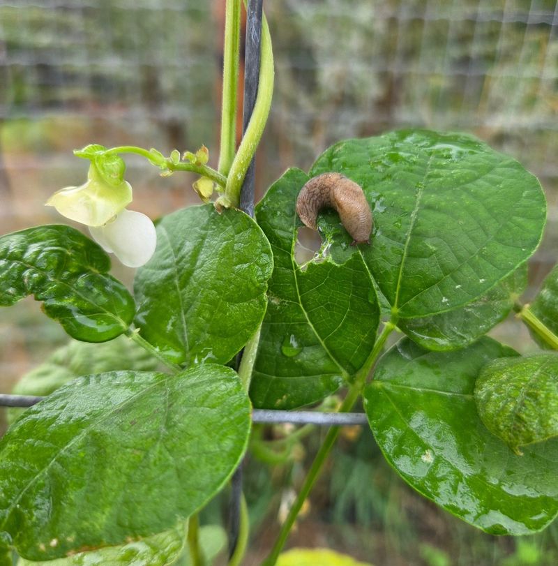 Slugs Stay Active In Cool, Damp Weather