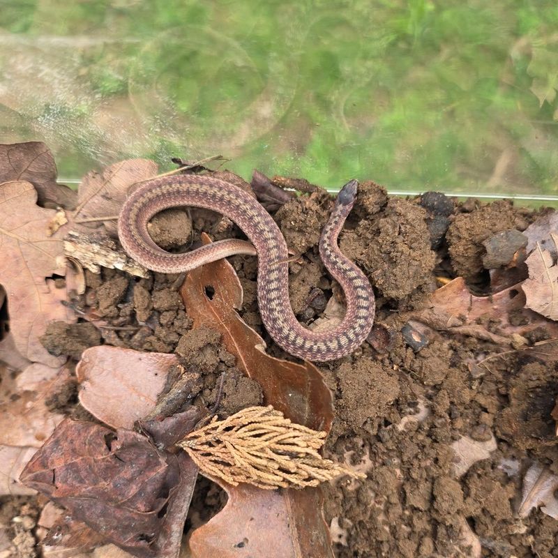 Small Brown Snakes In Leaf Litter Handle Slugs And Snails