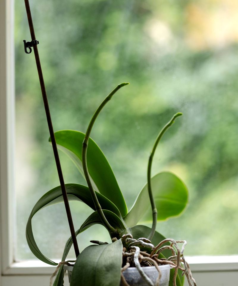 Small Care Habits That Protect The Budding Stalk